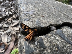 Amata trigonophora