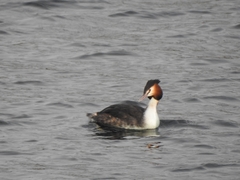 Podiceps cristatus