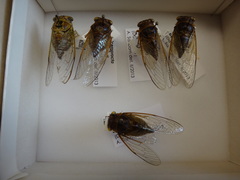 Diceroprocta bequaerti