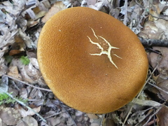 Cortinarius castoreus