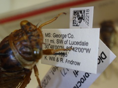 Diceroprocta bequaerti