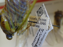 Diceroprocta bequaerti