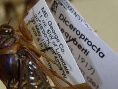 Diceroprocta bequaerti