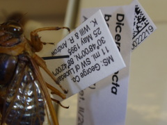 Diceroprocta bequaerti