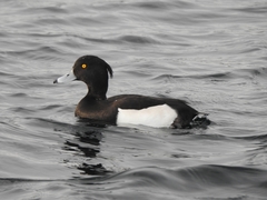 Aythya fuligula