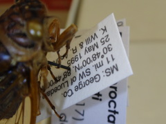 Diceroprocta bequaerti