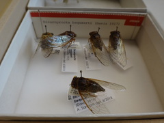 Diceroprocta bequaerti