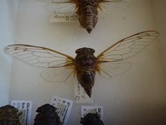 Diceroprocta bonhotei