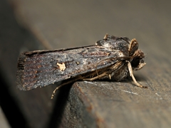 Proteuxoa hydraecioides