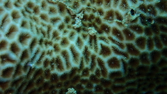 Leptastrea transversa