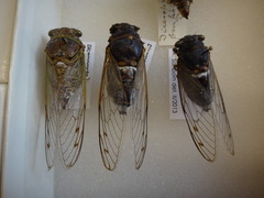 Diceroprocta bonhotei