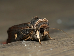 Proteuxoa hydraecioides