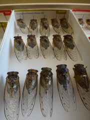 Diceroprocta bonhotei