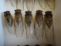 Diceroprocta bonhotei