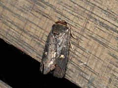 Proteuxoa hydraecioides
