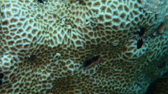 Leptastrea transversa