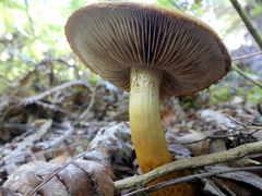 Cortinarius castoreus