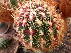 Thelocactus