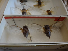 Diceroprocta knighti