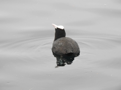 Fulica atra
