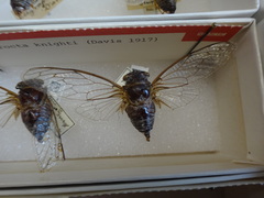 Diceroprocta knighti