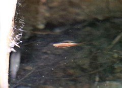 Rasbora einthovenii