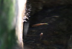 Rasbora einthovenii