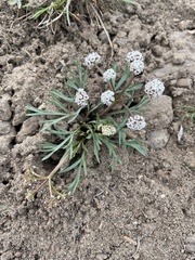 Lomatium gormanii