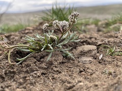 Lomatium gormanii