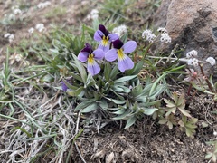 Viola trinervata