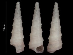 Stiracolpus ahiparanus
