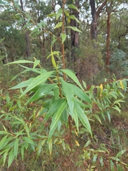 Pimelea axiflora