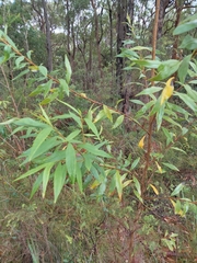 Pimelea axiflora