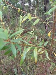 Pimelea axiflora