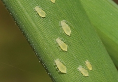 Takecallis arundinariae