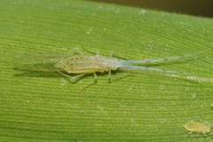 Takecallis arundinariae