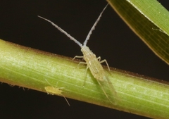 Takecallis arundinariae