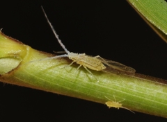 Takecallis arundinariae