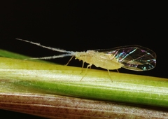 Takecallis arundinariae