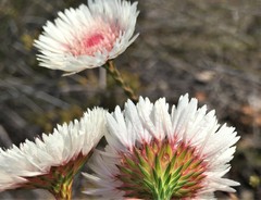 Actinodium cunninghamii