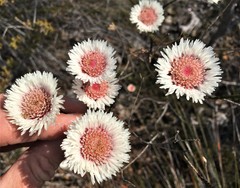 Actinodium cunninghamii