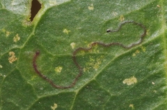 Stigmella heteromelis