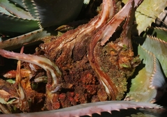 Aceria aloinis