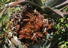 Aceria aloinis