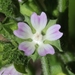 Malva parviflora - Photo (c) James Bailey, μερικά δικαιώματα διατηρούνται (CC BY-NC), uploaded by James Bailey