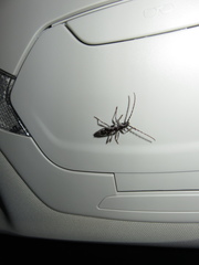 Elaphidion irroratum