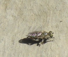 Laphriinae