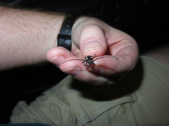 Elaphidion irroratum