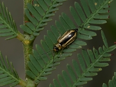 Monolepta subsuturalis