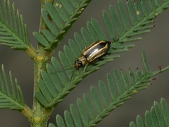 Monolepta subsuturalis